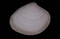 藏品(黃文蛤)的圖片